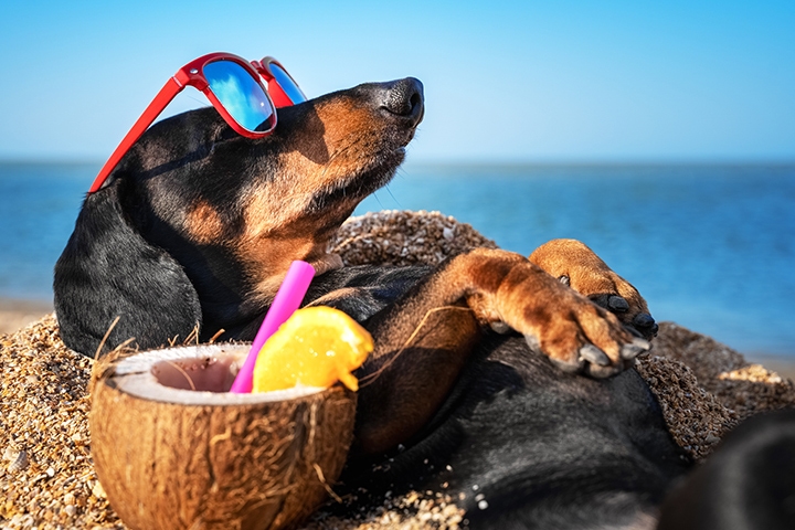 dog wearing red sunglasses with coconut drink laying down in the sand