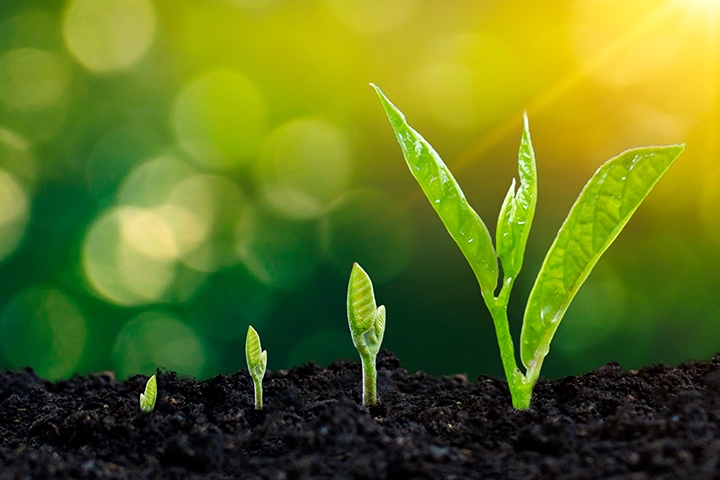 Photo of plants growing