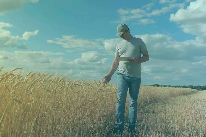 man walking in wheat field