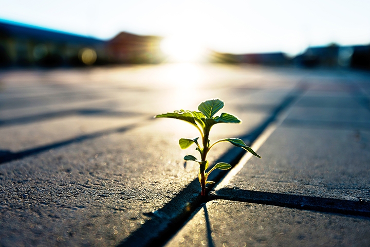 Plant sprouting up through a crack in the ground