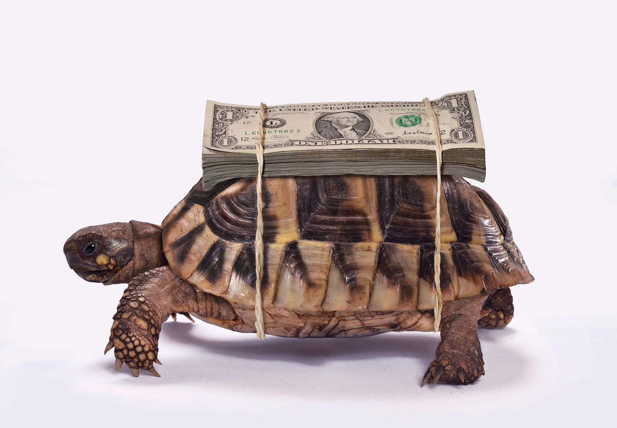 turtle with money at its back